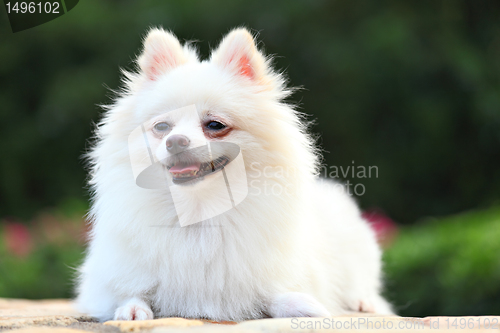 Image of white pomeranian dog