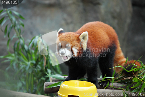 Image of red panda