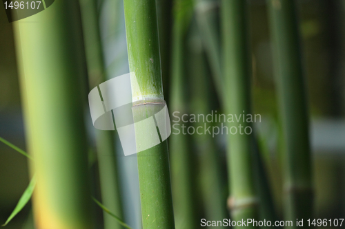 Image of bamboo