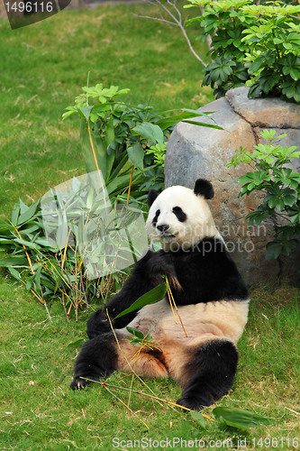 Image of panda