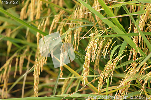 Image of ripe paddy rice
