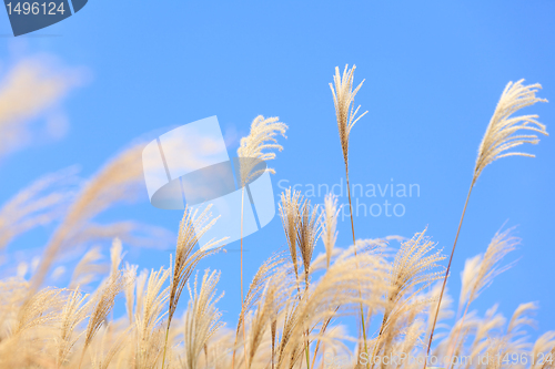 Image of grass in autumn