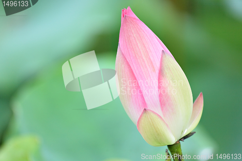 Image of lotus bud