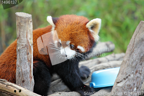 Image of red panda