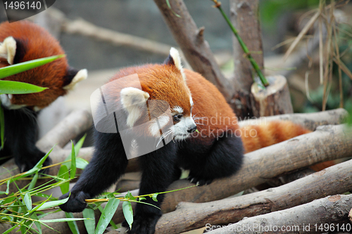 Image of red panda