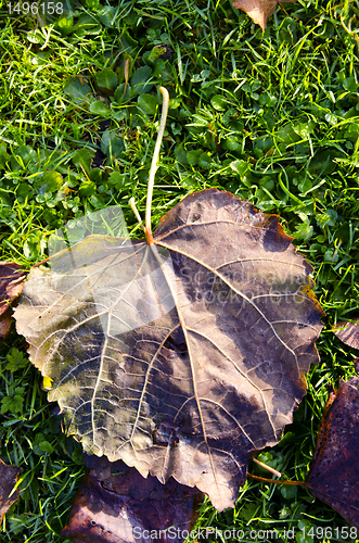 Image of Lime tree leaf fell on grass. Autumn details.