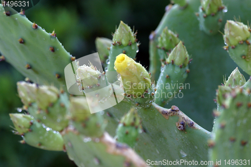 Image of Opuntia flower