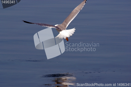 Image of Seagull