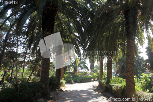 Image of Beautiful palm garden-Carthage-Tunisia