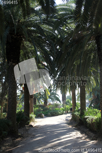 Image of Beautiful palm garden-Carthage-Tunisia