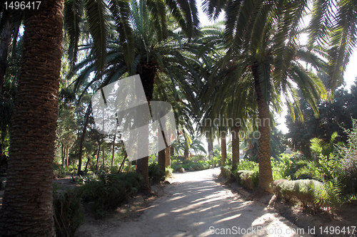 Image of Beautiful palm garden-Carthage-Tunisia