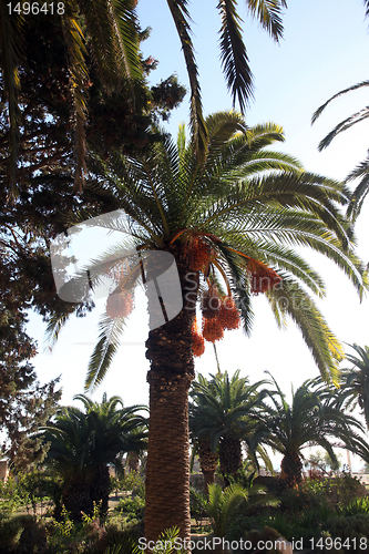 Image of Phoenix dactylifera palm tree
