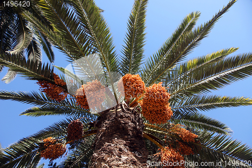 Image of Phoenix dactylifera palm tree