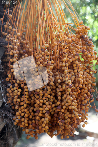 Image of Phoenix dactylifera palm tree