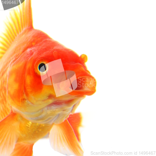 Image of goldfish