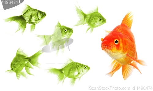 Image of goldfish