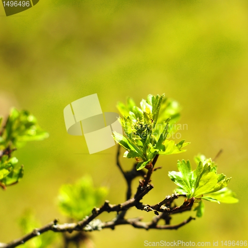 Image of green leaves