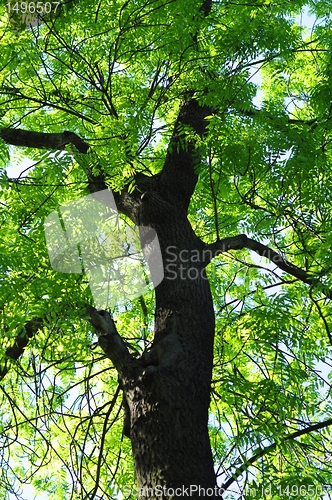 Image of trees in the woods