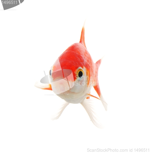 Image of goldfish