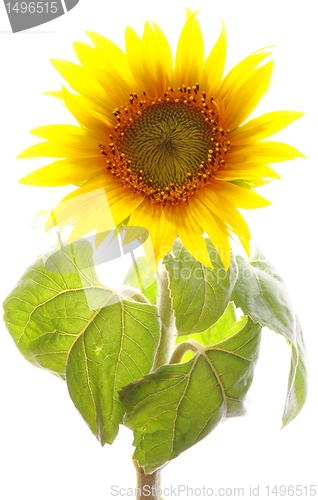 Image of sunflower