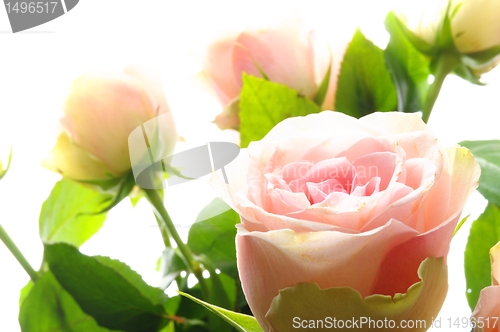 Image of rose flowers