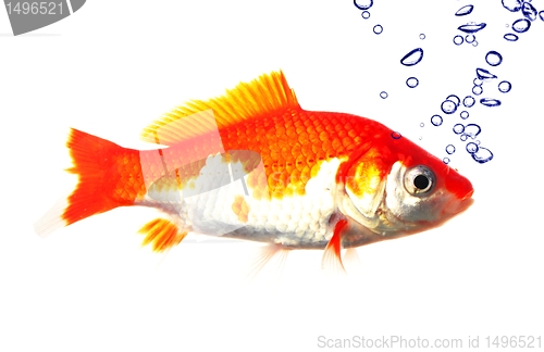 Image of goldfish