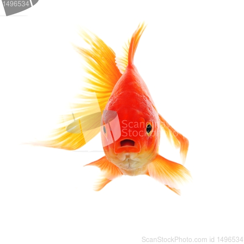 Image of goldfish