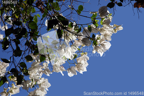 Image of Bougainvillea flower
