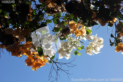 Image of Bougainvillea flower