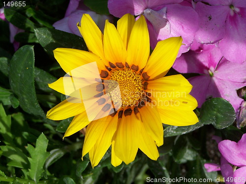 Image of yellow flower with green background