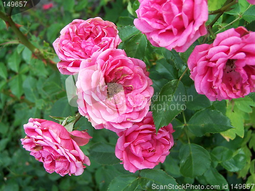 Image of purplepink flowers on green