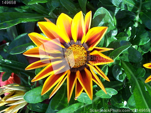 Image of yellow flower on green