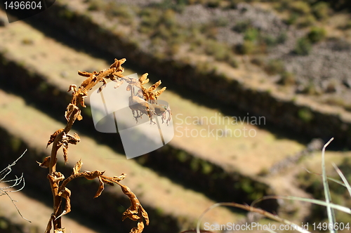 Image of Inca ruins in Pisac 