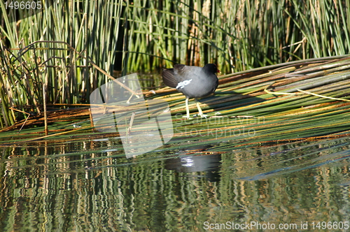 Image of Titicaca lake 