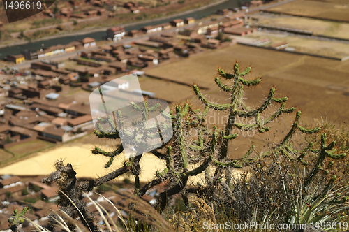 Image of cactus in Peru