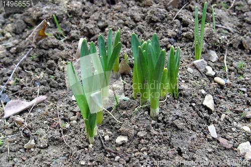 Image of New life - Close up bud of hyacinth