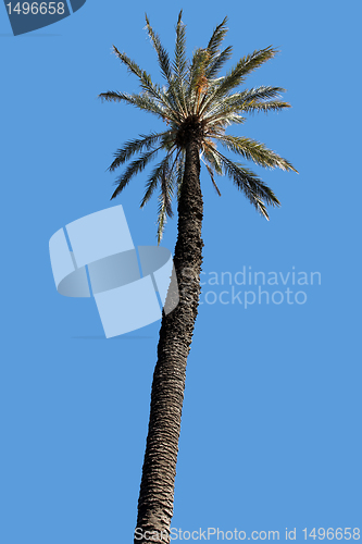 Image of Palm tree and blue sky
