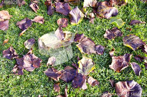 Image of Autumn lime tree leaves fell on grass.