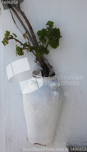 Image of Flower in decorative pot