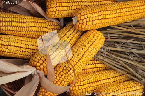 Image of Maize cobs