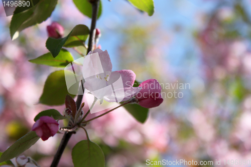Image of pink blossom