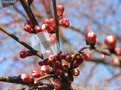 Image of apricot tree at spring