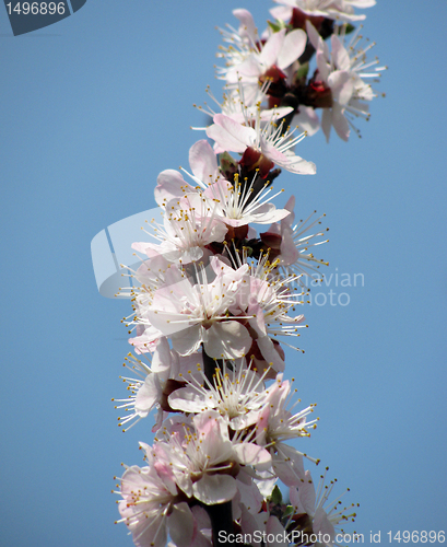 Image of  apricot tree blossom