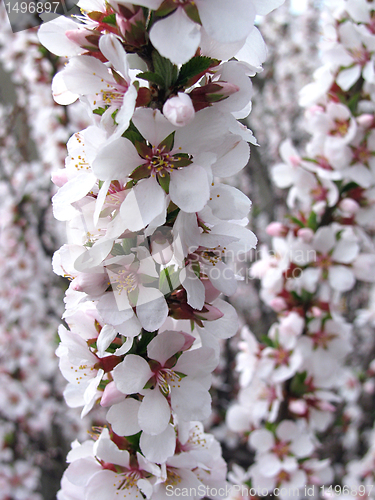 Image of apricot tree blossom