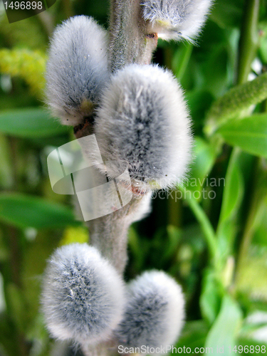 Image of pussy willow buds