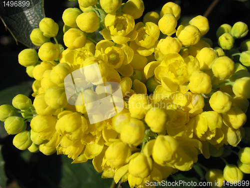Image of yellow flowers