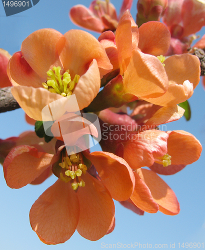 Image of red blossom