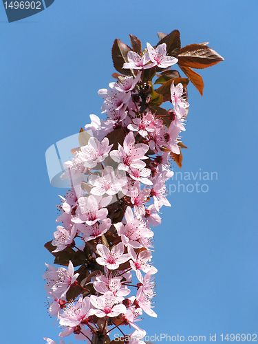 Image of pink blossom                             