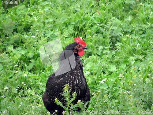 Image of black  hen 