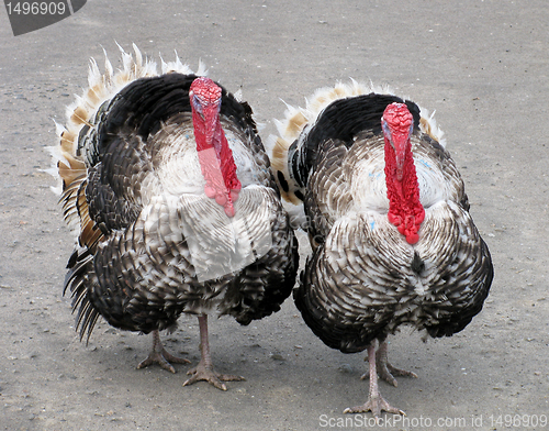 Image of  two turkeys                              